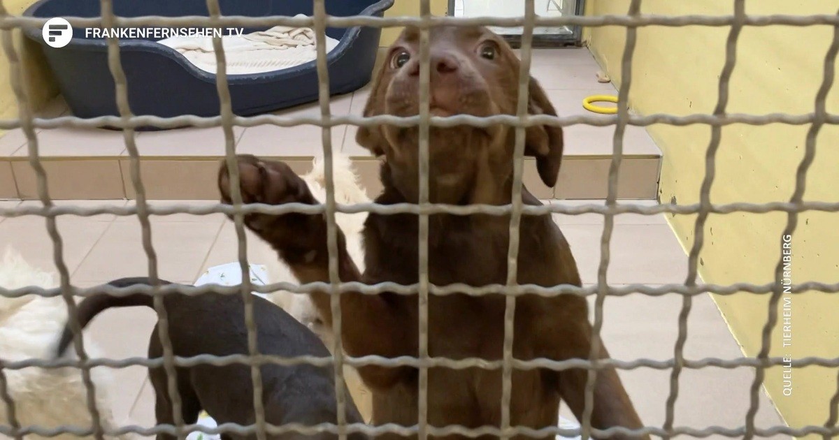 Finanzielle Unterstützung fürs Nürnberger Tierheim Auch die 100 Hunde
