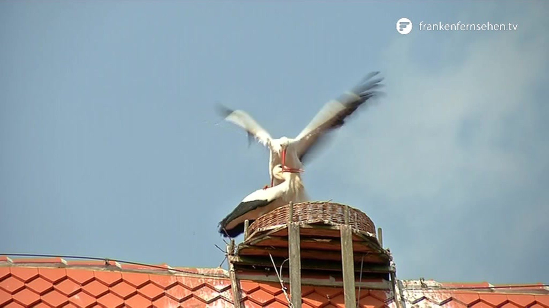 So Viele Storche Wie Noch Nie In Franken Franken Fernsehen